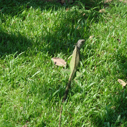 look-out-for-iguana-crossing_3226645386_o.jpg