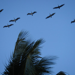 migrating-pelicans_3226588934_o.jpg